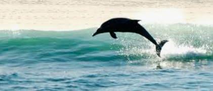 0 Bedroom Property for Sale in Outeniqua Strand Western Cape